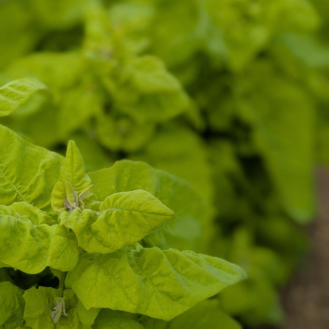 Orach leafy green growing in kitchen garden