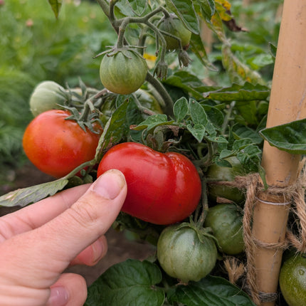 Tomato Uralski Ranniy grown outside