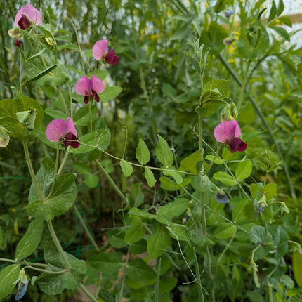 Drying Pea 'Carlin'
