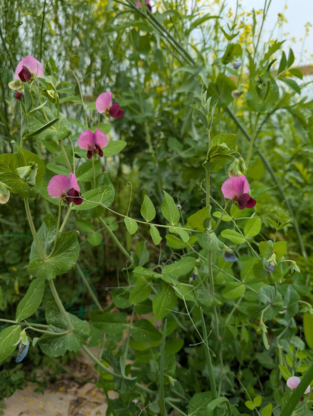 Drying Pea 'Carlin'
