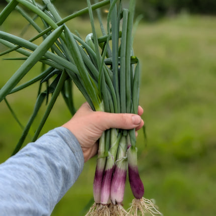 Spring Onion 'Lilia'