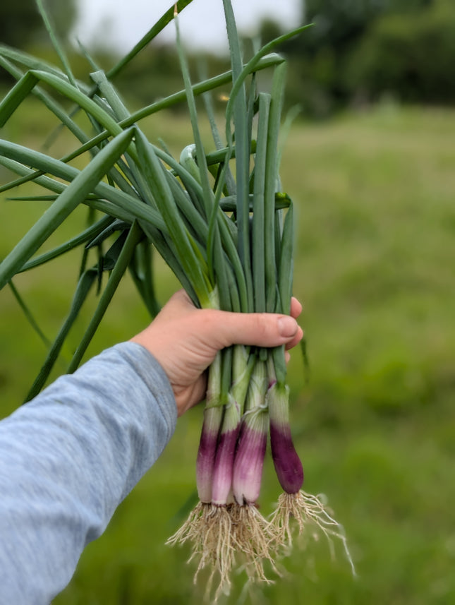 Spring Onion 'Lilia'