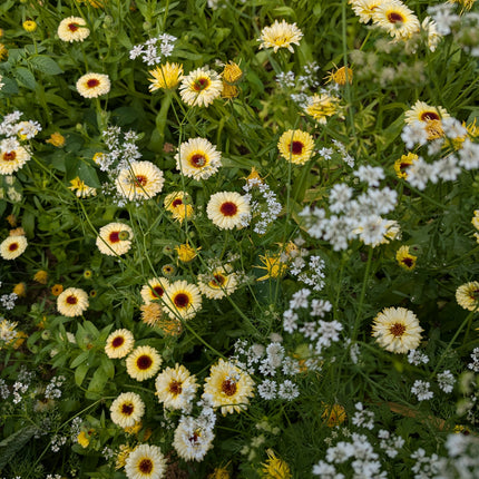 Calendula 'Ivory Princess'