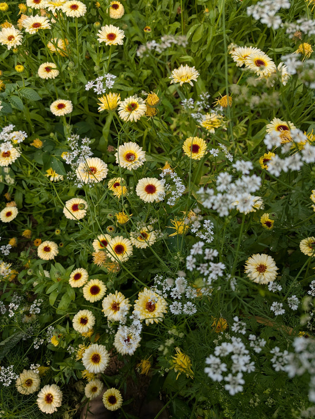 Calendula 'Ivory Princess'