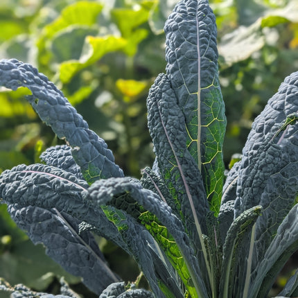 Tuscan Kale 'Nero di Toscana'