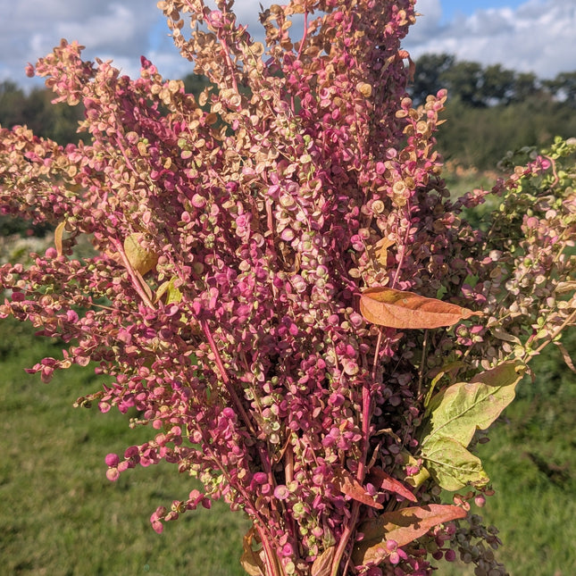 Luxury 'Rose Gold' Cut Flower Seed Collection Gift | Heirloom Eco-Friendly Seeds for UK Gardeners | Christmas Present