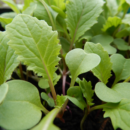 Salad Leaves 'Vivid Choi'