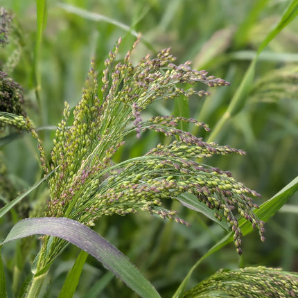Panicum Violaceum cut flower seeds UK