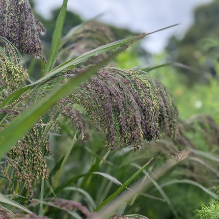 Cut Flower Garden Panicum