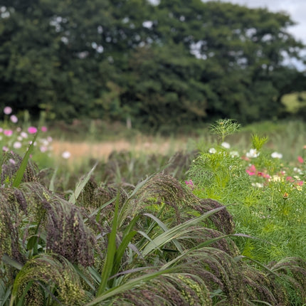 Dried Flower Seed Head Panicum Violaceum