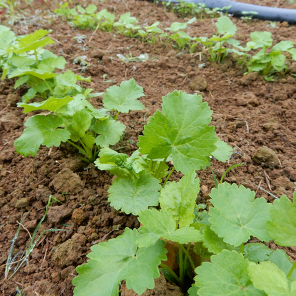 Grow your own parsnips aromata