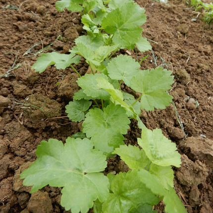 Parsnip Aromata seeds dorset