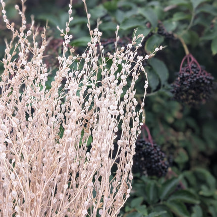 Lepidium Wrinkle Cress Dried