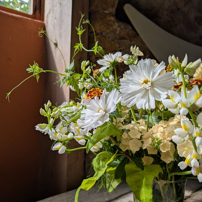 Phlox Isabellina in arrangement