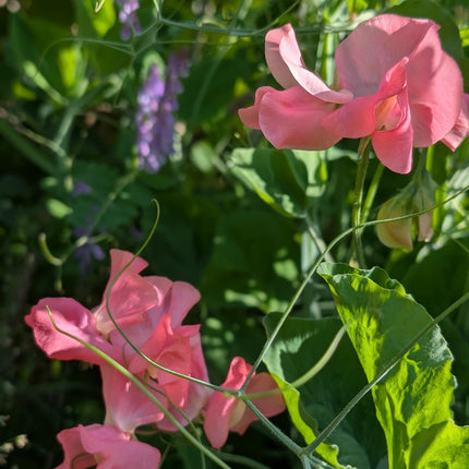 Sweet Pea 'Mrs R Bolton'