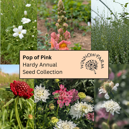 Pop of Pink - Hardy Annual Seed Collection