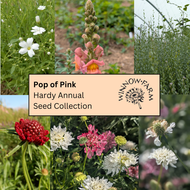 Pop of Pink - Hardy Annual Seed Collection
