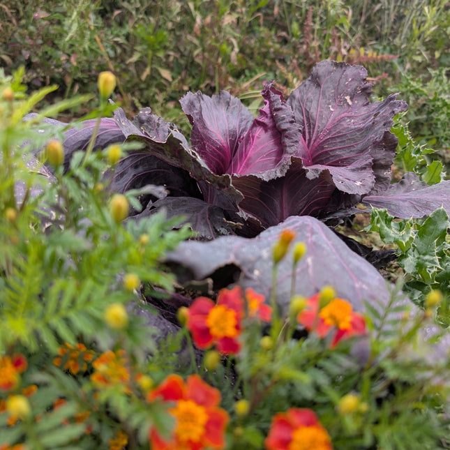 Heirloom heritage cabbage Kalibos