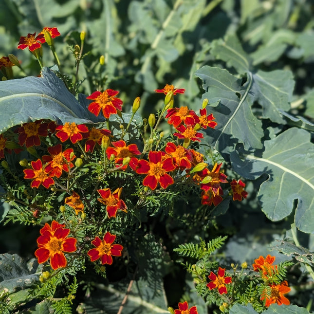 Edible French Marigold Red Gem