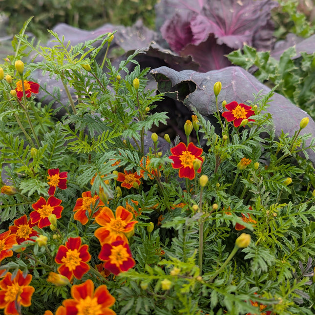 Red Gem Marigold Flowers