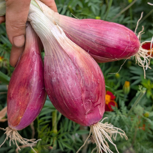 Kitchen Garden Long Red Florence Onion