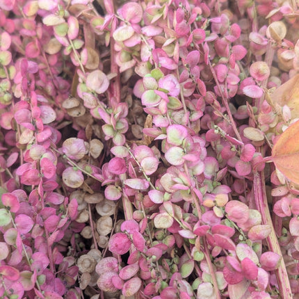 Dried Flower Seed Head Orach