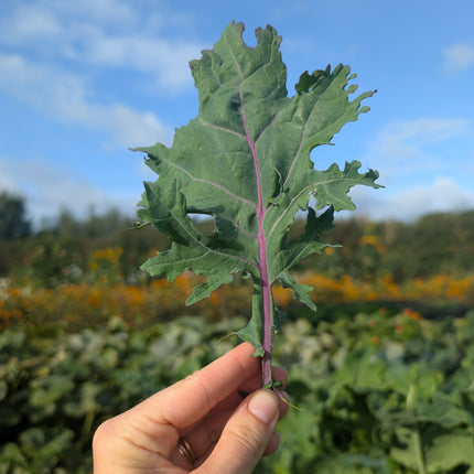 Red Russian Kale Hardy Winter