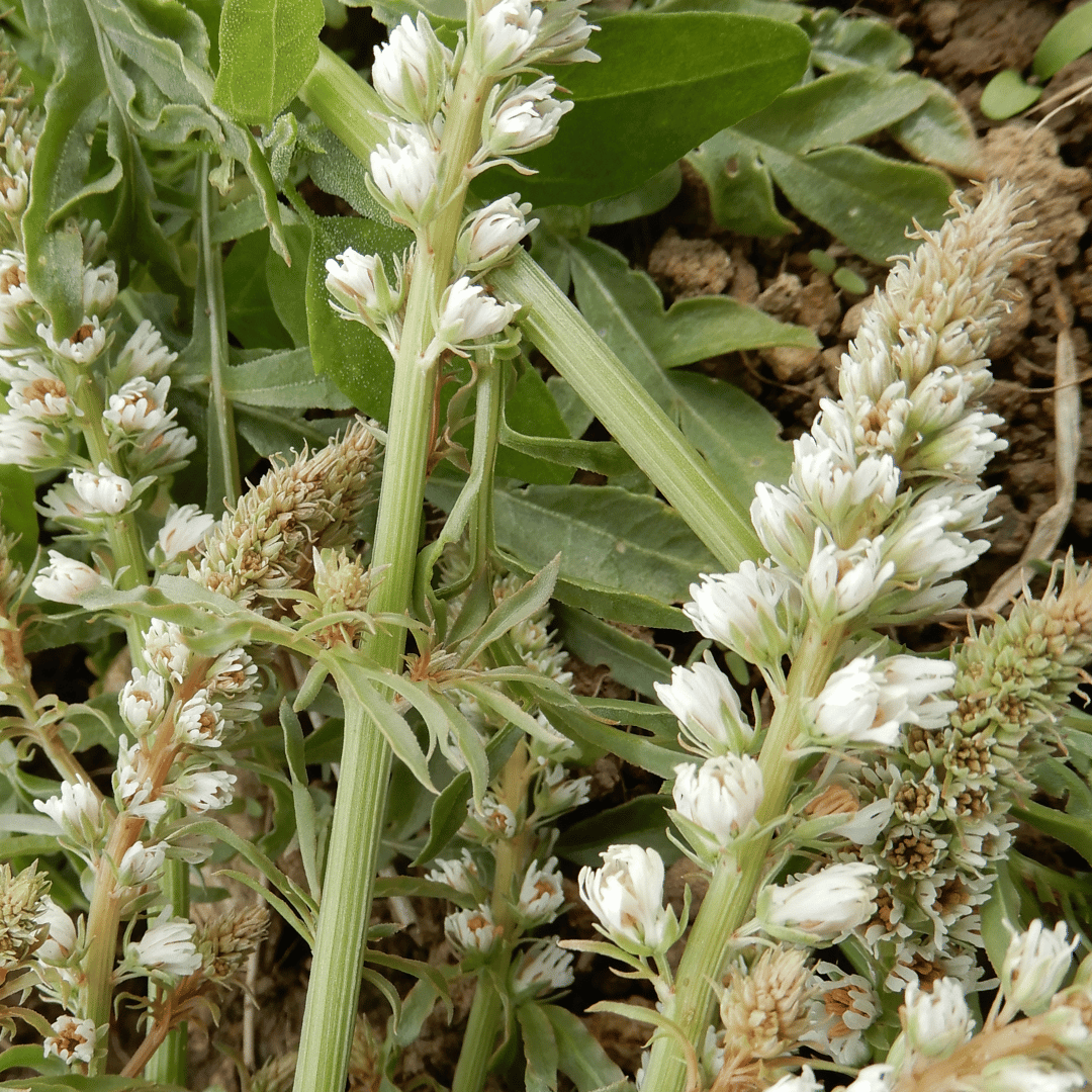 grow your own flowers reseda seeds dorset