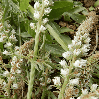 grow your own flowers reseda seeds dorset