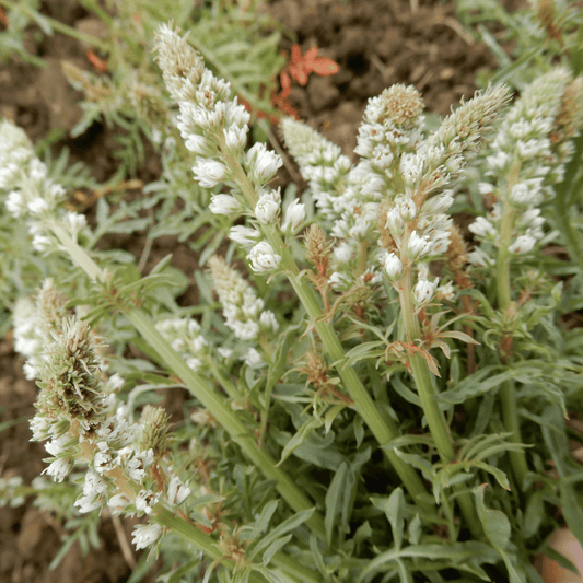 White mignonette seeds