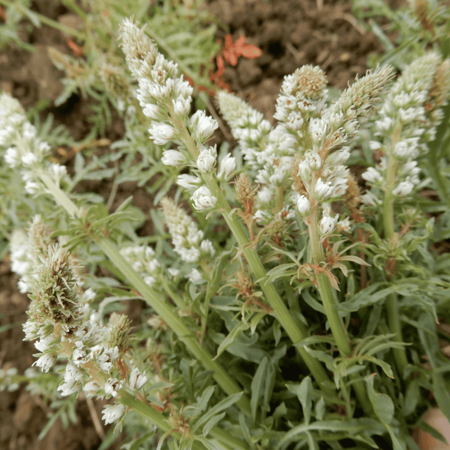 White mignonette seeds