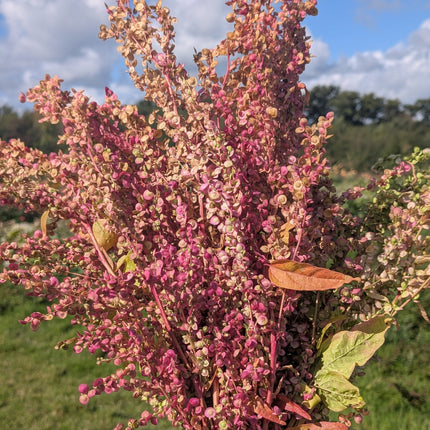 Rare Seeds Rose Gold Orach