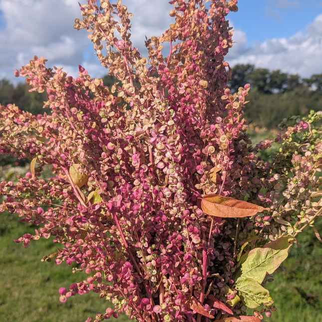 Rare Seeds Rose Gold Orach