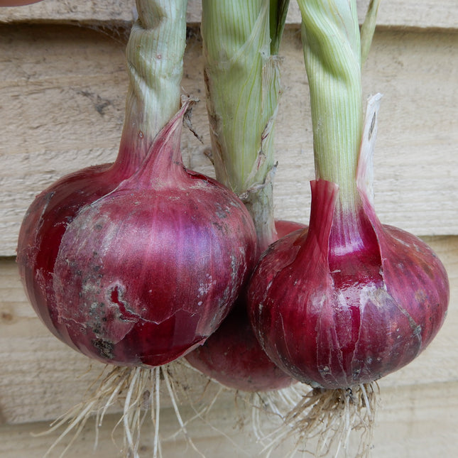 Rossa di Milano Red Onion Grown from Heirloom Seeds Rare Variety