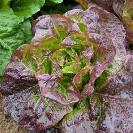 Butterhead lettuce roxy grown in kitchen garden