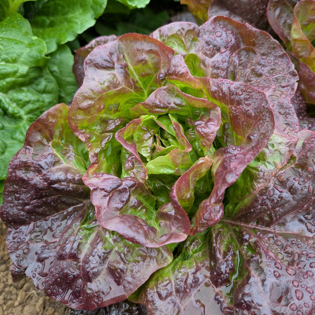 Butterhead lettuce roxy grown in kitchen garden