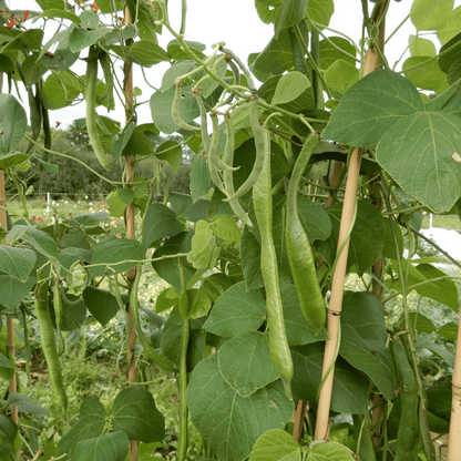 UK vegetable seed runner bean