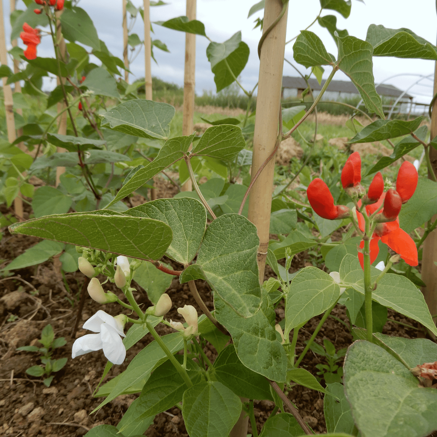 Grow your own runner beans