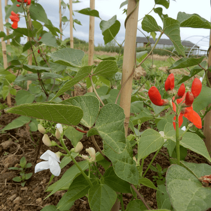 Grow your own runner beans