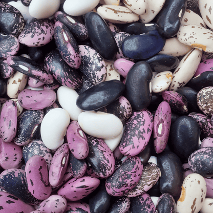 Diverse Runner Bean Landrace Brit Pop