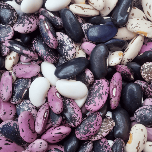 Diverse Runner Bean Landrace Brit Pop