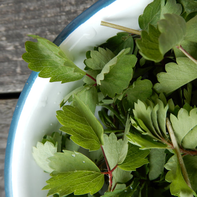 Salad leaves salad burnet 