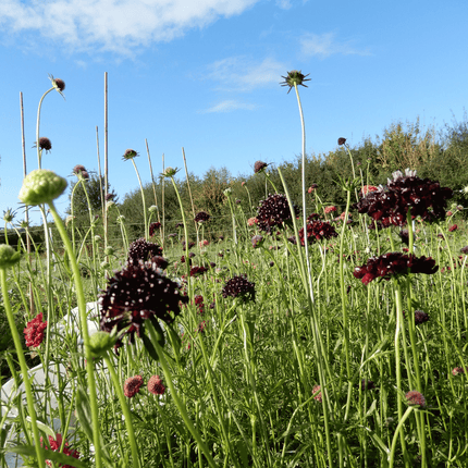 Pincushion flower triple berries seeds