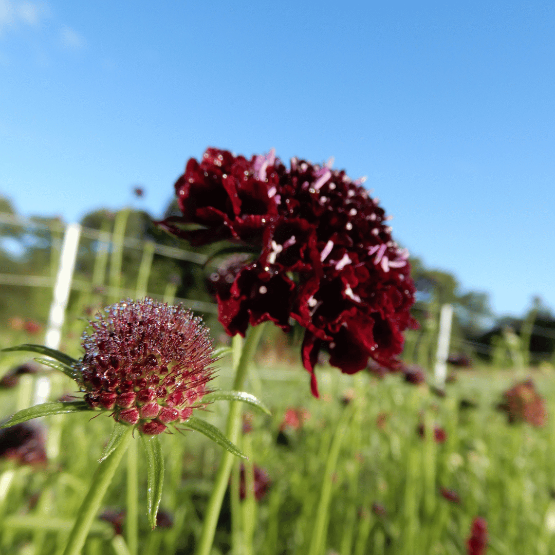 Grow your own scabiosa triple berries