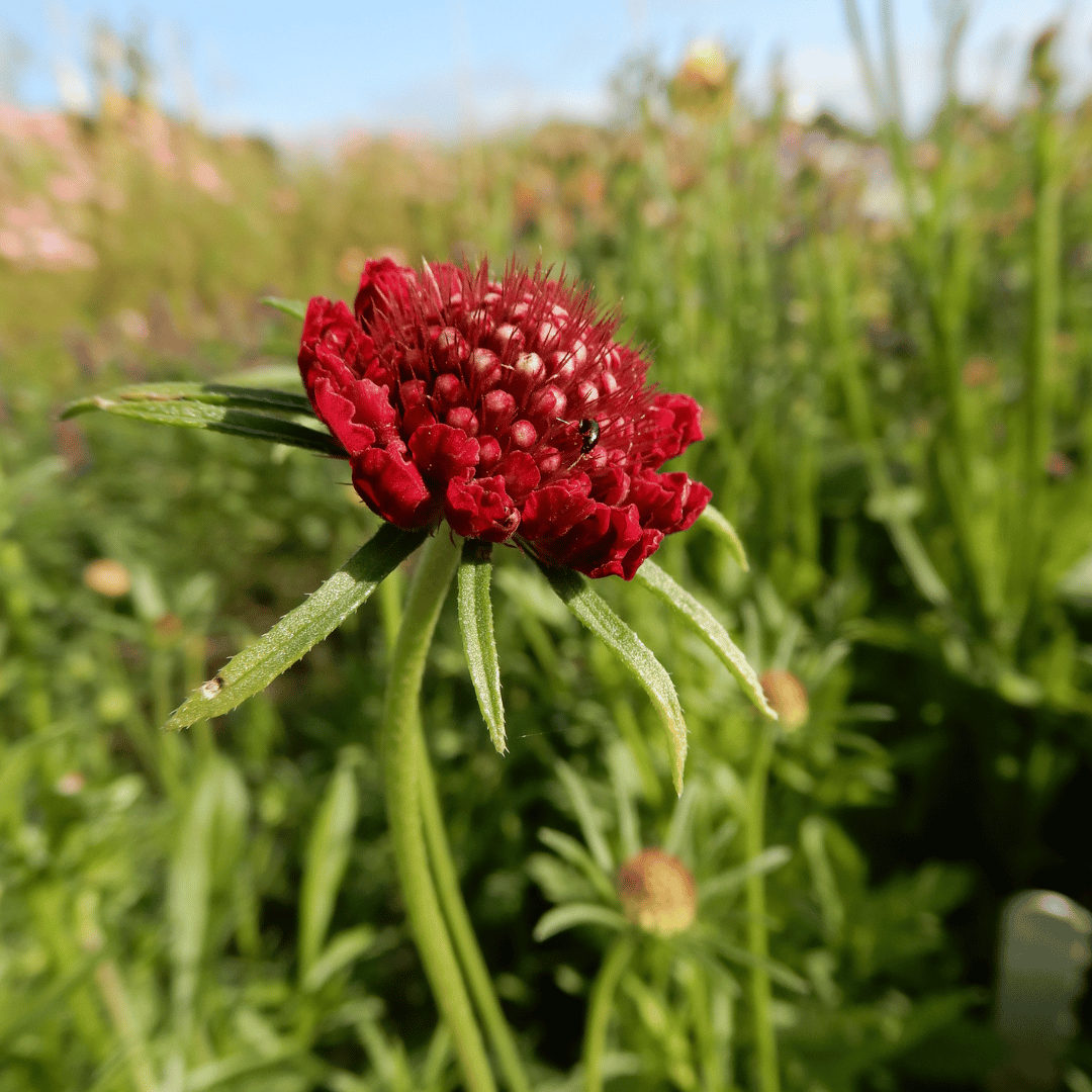 Grow your own flowers dorset