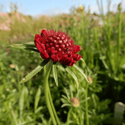 Grow your own flowers dorset