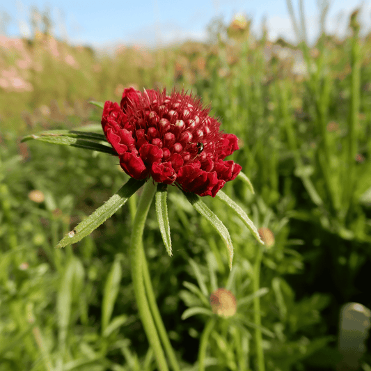 Grow your own flowers dorset