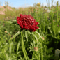 Grow your own flowers dorset