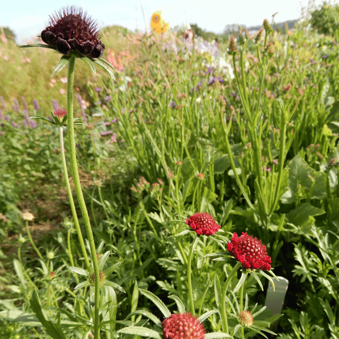 Scabiosa pincushion flower seeds
