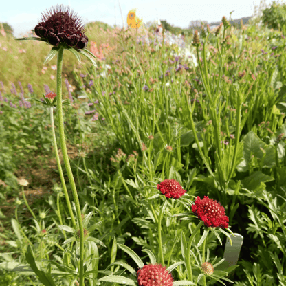 Scabiosa pincushion flower seeds